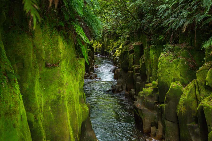 From Rotorua: Whirinaki Rainforest Guided Cultural Tour - Entering Whirinaki with a Mihi Whakatau and Karakia
