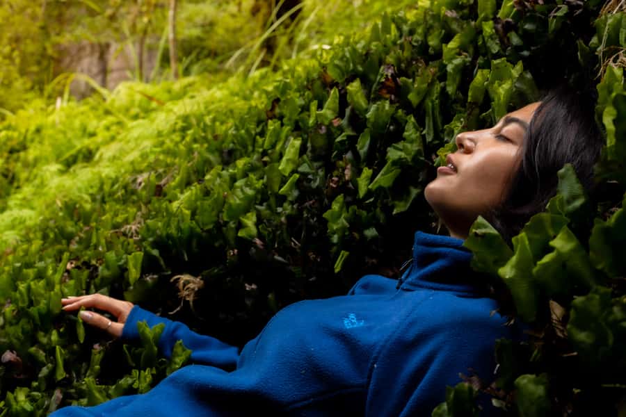 From Rotorua: Whirinaki Rainforest Guided Cultural Tour - A forest picnic with time for real conversation