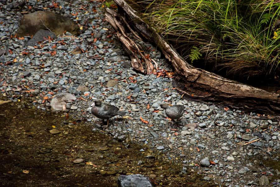 From Rotorua: Whirinaki Rainforest Guided Cultural Tour - Who should book this Whirinaki tour?