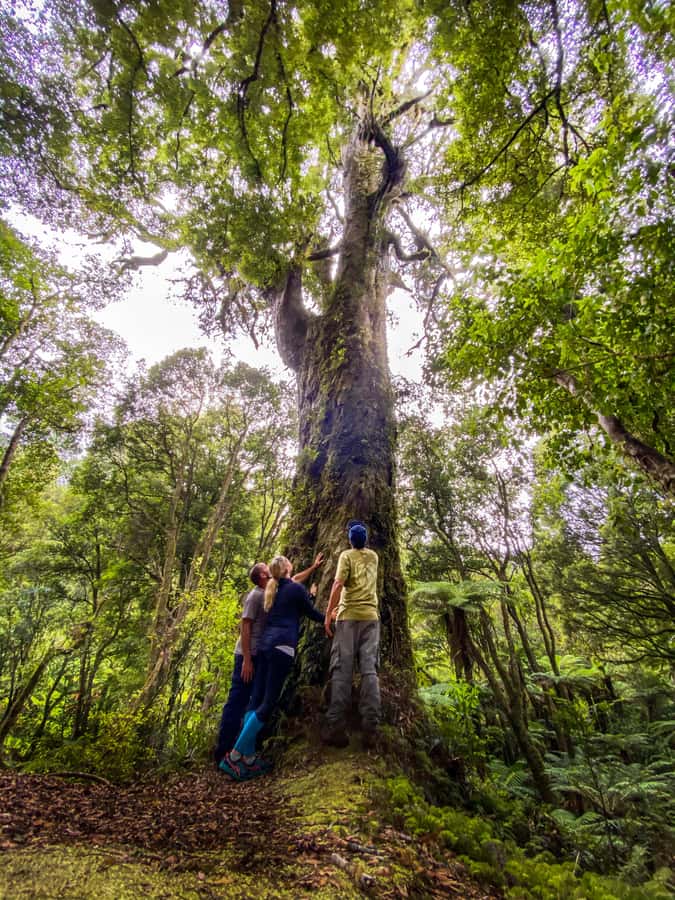 From Rotorua: Whirinaki Rainforest Guided Cultural Tour - The morning ride from Rotorua to Murupara