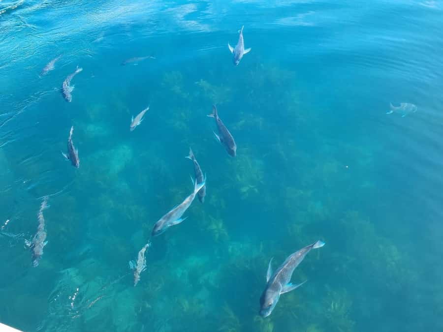 From Tairua: 2 Hour Cathedral Cove Tour with Local Guide - Guides, wildlife, and the feel of the trip