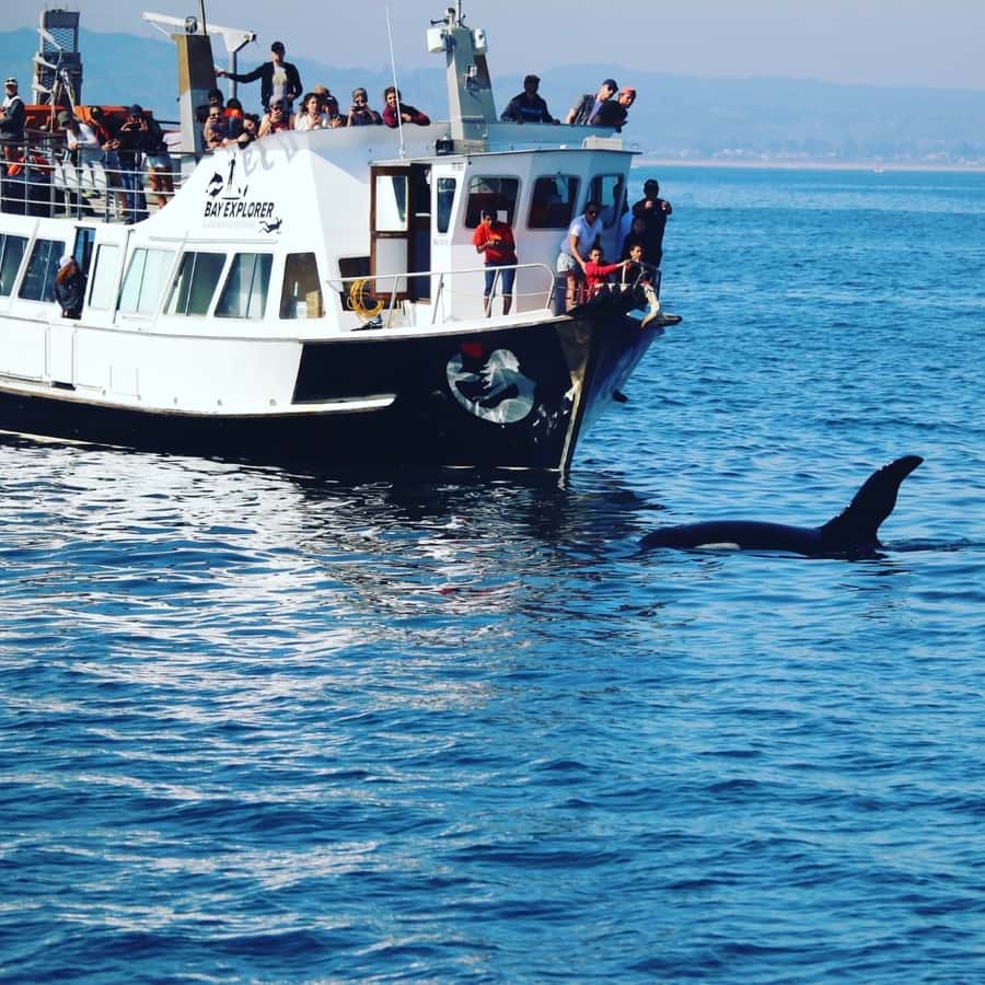 From Tauranga: Dolphin and Wildlife Cruise - Key things to know before you book
