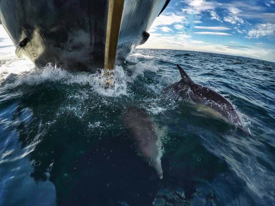 From Tauranga: Dolphin and Wildlife Cruise - Who will enjoy this cruise most?