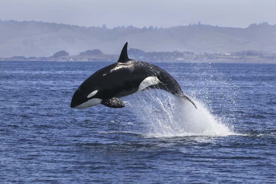 From Tauranga: Dolphin and Wildlife Cruise - Heading into the Bay of Plenty