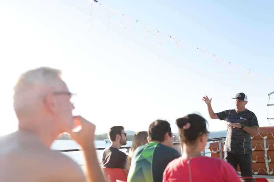 From Tauranga: Dolphin and Wildlife Cruise - Wildlife sightings, from common dolphins to orcas