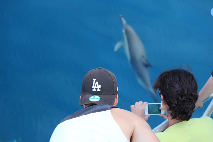 From Tauranga: Dolphin and Wildlife Cruise - The boat, crew, and onboard comfort
