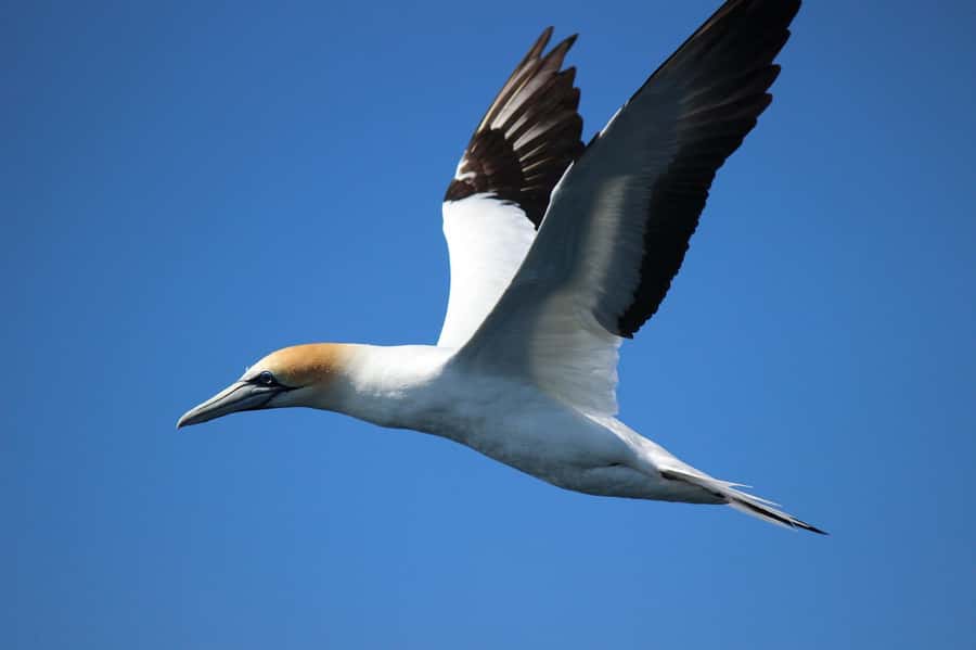 From Tauranga: Dolphin and Wildlife Cruise - Weather, sea conditions, and the patience factor