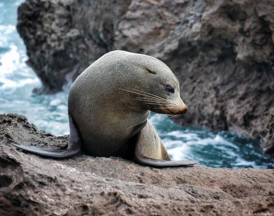 From Tauranga: Dolphin and Wildlife Cruise - Photography and the best way to watch