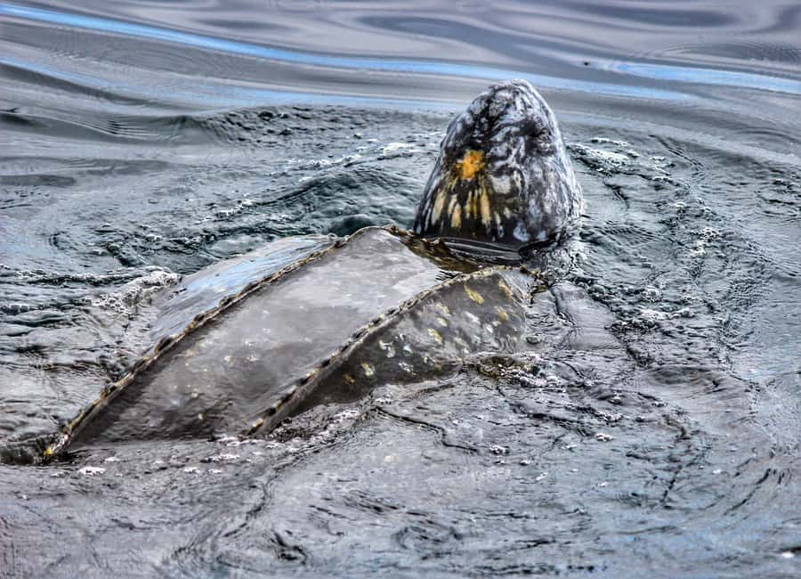 From Tauranga: Dolphin and Wildlife Cruise - Is $104 good value for five hours?