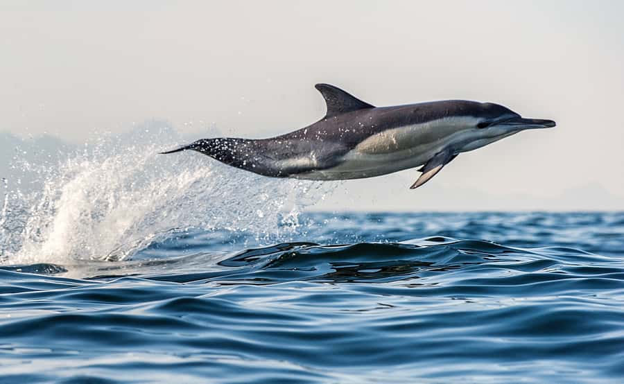 From Tauranga: Dolphin and Wildlife Cruise - Tauranga Harbour and the first views of Mauao