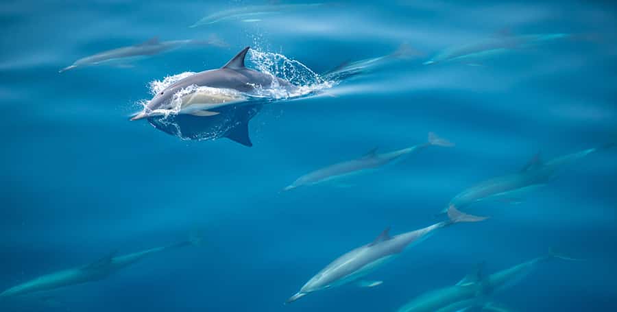 From Tauranga: Half-Day Swimming with Dolphins Tour - Key points to know before you book