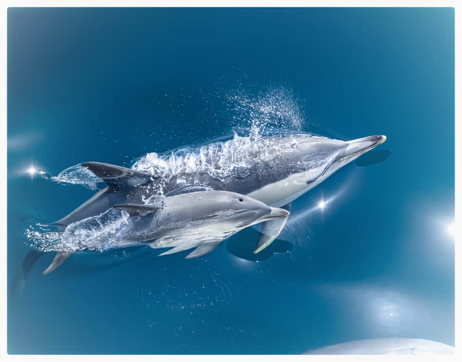 From Tauranga: Half-Day Swimming with Dolphins Tour - The swim is special, but never the whole promise