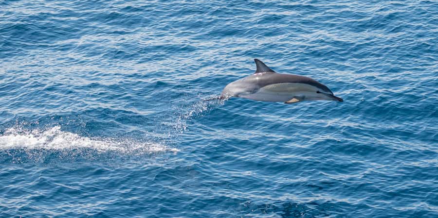 From Tauranga: Half-Day Swimming with Dolphins Tour - Why the crew matters so much