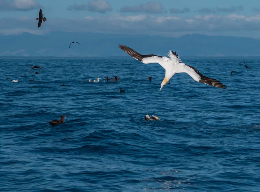 From Tauranga: Half-Day Swimming with Dolphins Tour - Marine life beyond the dolphins