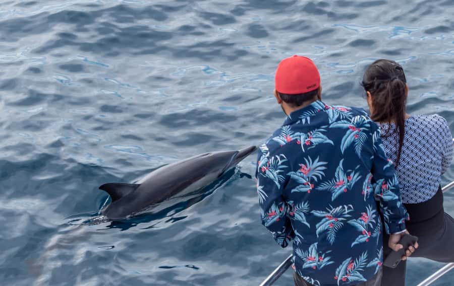 From Tauranga: Half-Day Swimming with Dolphins Tour - Children, swimming ability, and comfort