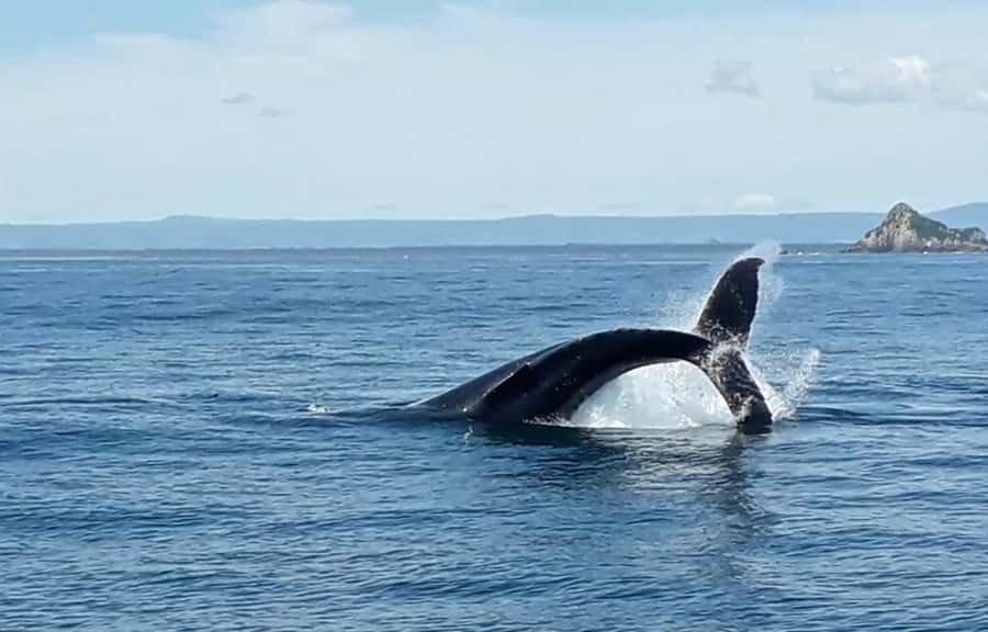 From Tauranga: Half-Day Swimming with Dolphins Tour - Who should book this Tauranga tour?