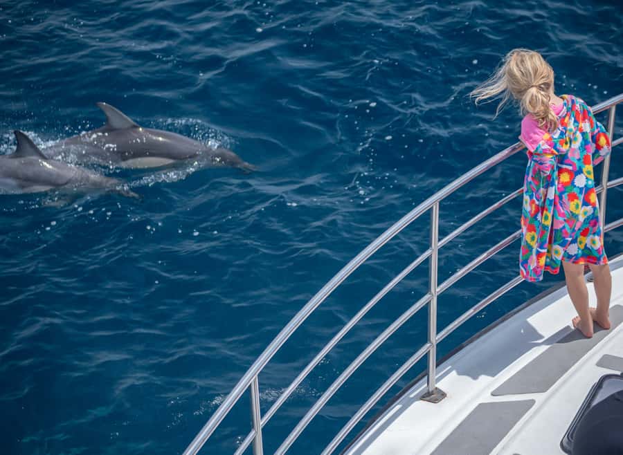 From Tauranga: Half-Day Swimming with Dolphins Tour - Finding common dolphins in open water