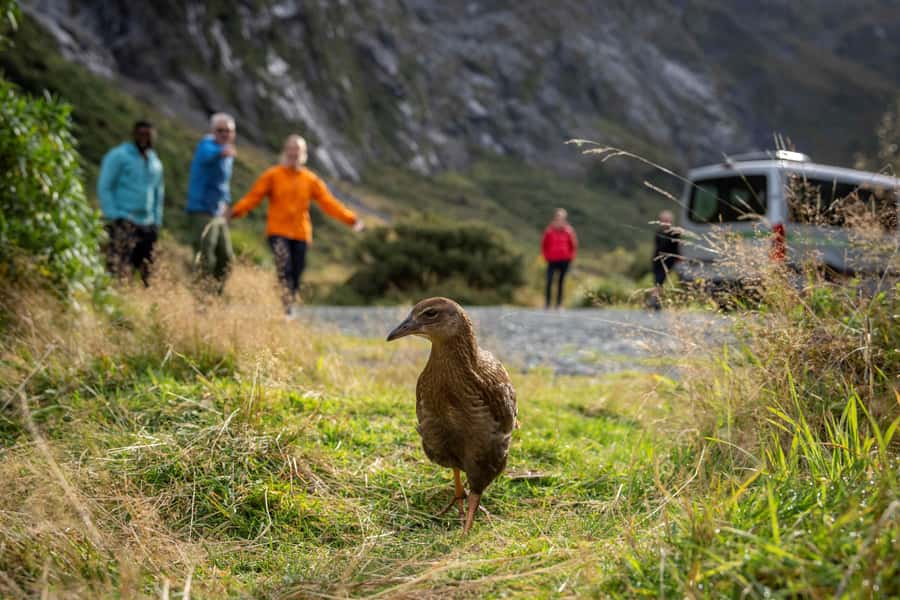 From Te Anau: Milford Sound Coach, Cruise, and Walks - A simple picnic lunch that works
