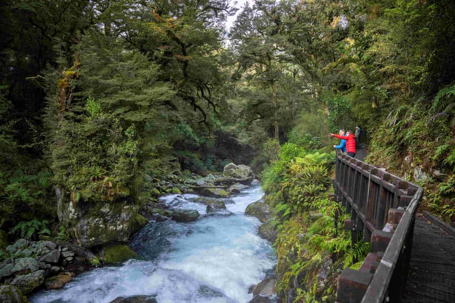 From Te Anau: Milford Sound Coach, Cruise, and Walks - Who should book this day trip?