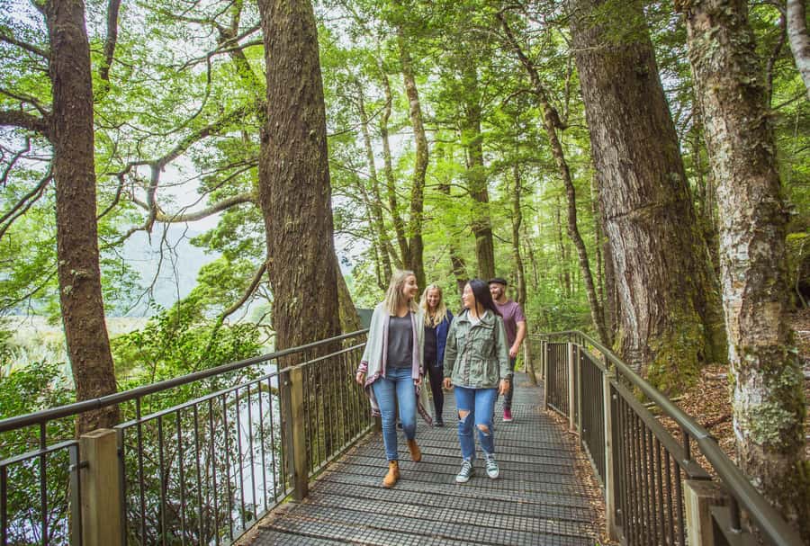 From Te Anau: Milford Sound Coach Tour and Cruise - Seals, dolphins, and the chance of rare wildlife