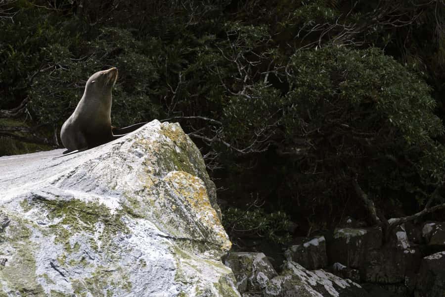 From Te Anau: Milford Sound Cruise and Coach Day Trip - Monkey Creek brings mountain air and wildlife hopes