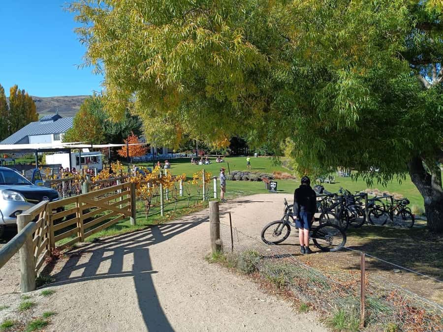 From Wanaka - Bike the Dunstan Trail with shuttle return - Key points to know before you book
