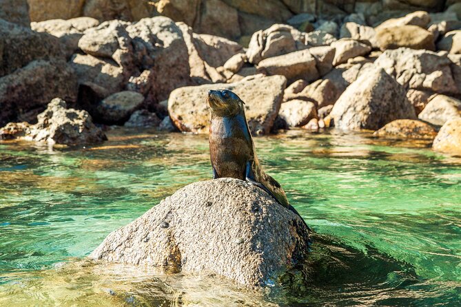 Full-Day Abel Tasman National Park Hiking Tour with Cruise - Lunch on Torrent Beach or Bark Bay