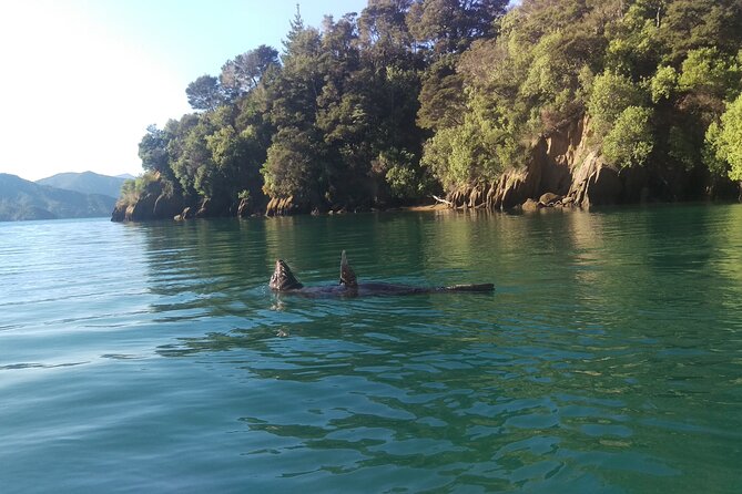 Full day Guided Sea Kayak Tour from Picton - Starting at 1 London Quay in Picton