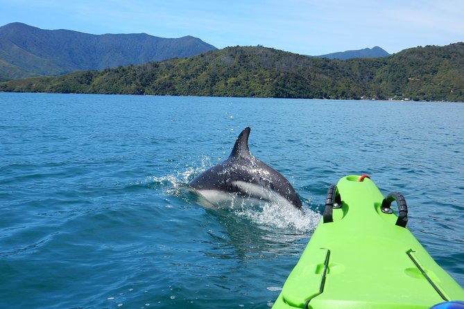 Full day Guided Sea Kayak Tour from Picton - Wildlife watching from a sea kayak