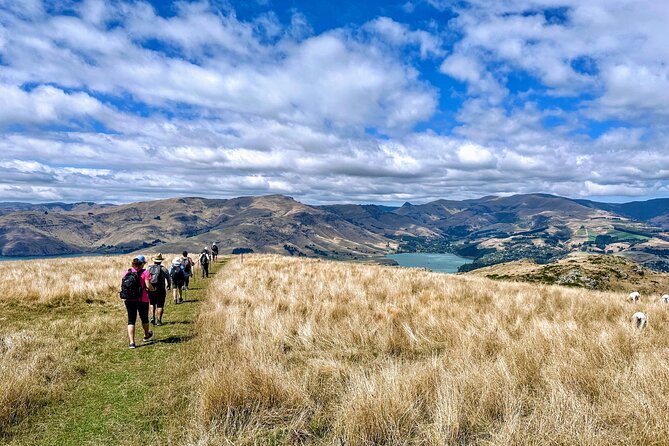 Full Day Guided Walking Tour and Picnic around Godley Head - What the guide adds to the day