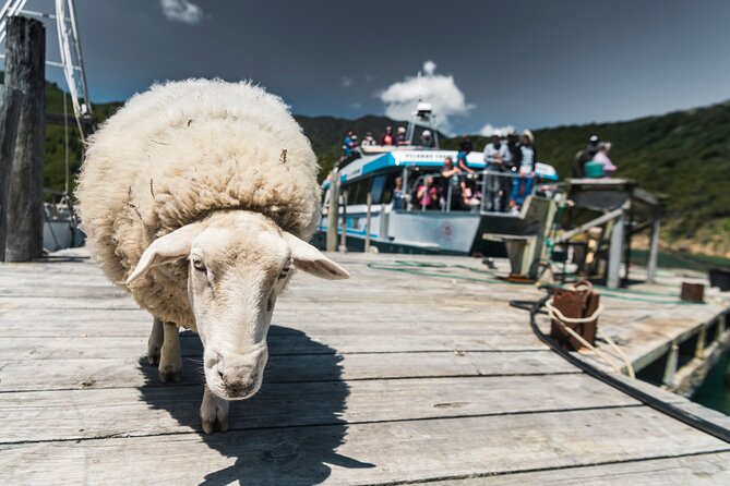 Full Day Iconic Mail Boat Cruise - Wildlife sightings depend on the day
