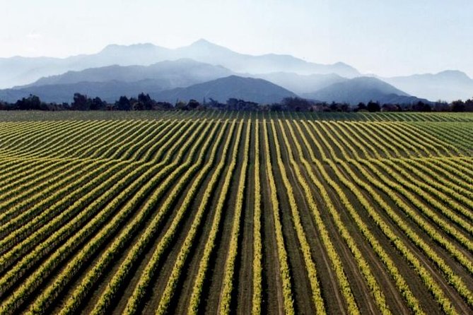 Full-Day Marlborough Wine Tour from Blenheim - Lunch among the vineyards