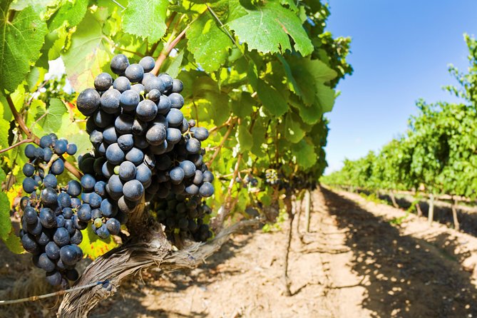 Full Day Martinborough Wine Tour - Te Kairanga Wines and Palliser Estate