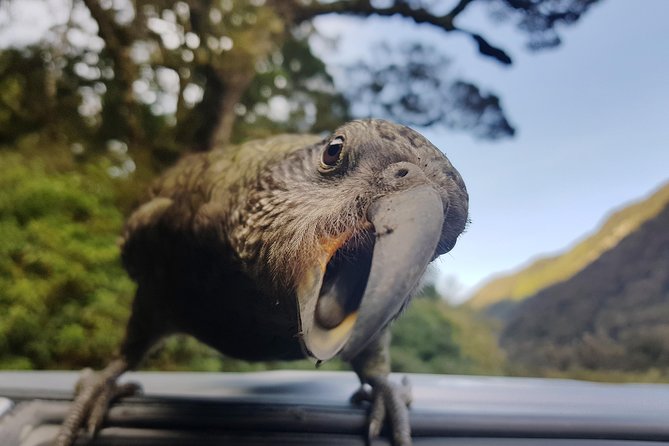 Full-Day Milford Sound Tour with Cruise and Walks from Te Anau - Milford Road: a scenic route with real variety