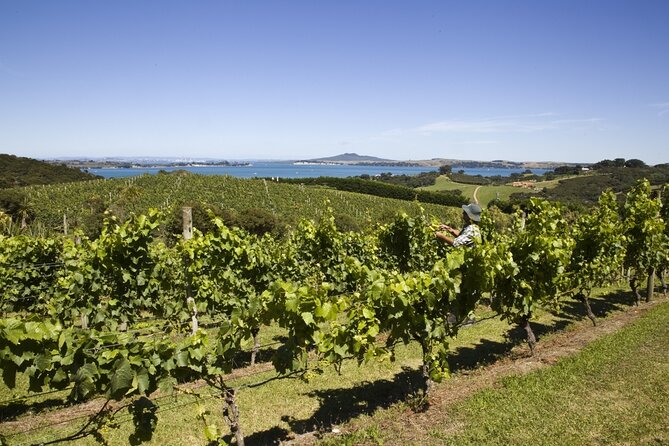 Full Day Private Waiheke Island Wine Tour Including Lunch - Key points at a glance