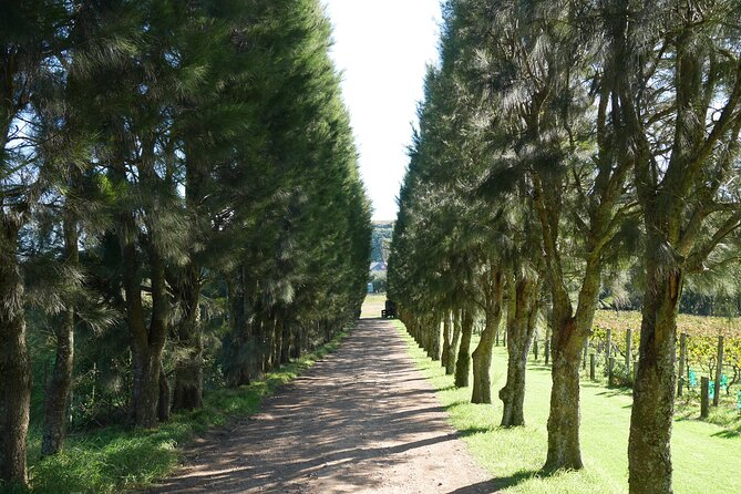 Full Day Private Waiheke Island Wine Tour Including Lunch - Oneroa Beach and the first taste of Waiheke