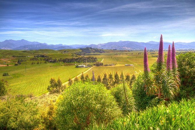 Full-Day Wine Gourmet and Scenic Delight Tour of Marlborough from Blenheim - Key points to know before you book
