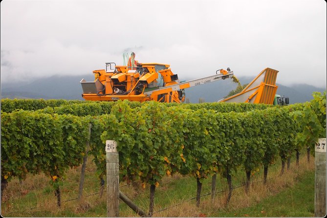 Full-Day Wine Gourmet and Scenic Delight Tour of Marlborough from Picton - Key points at a glance