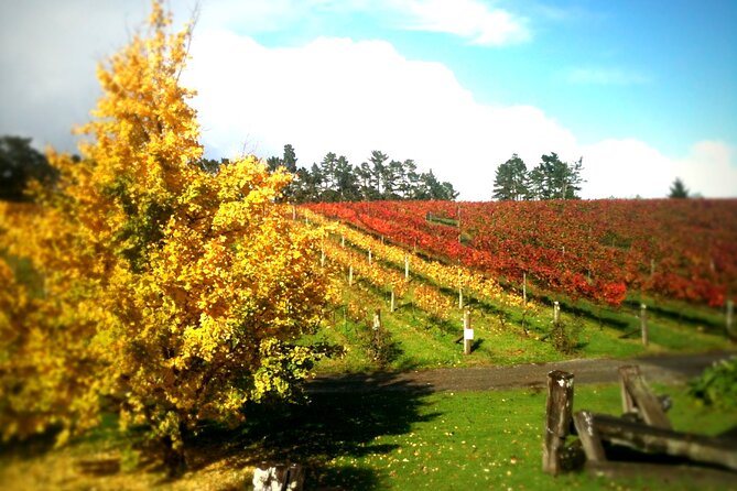 Full-Day Wine Tasting Tour in Auckland with 3-Course Vineyard Lunch - What the wine selection tells you