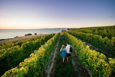 Full Day Winemakers Tour in Marlborough