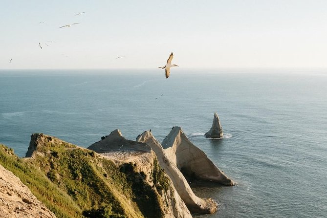 Gannet Safaris Overland tour to Cape Kidnappers Gannet Colony - Why this Cape Kidnappers trip is worth your time