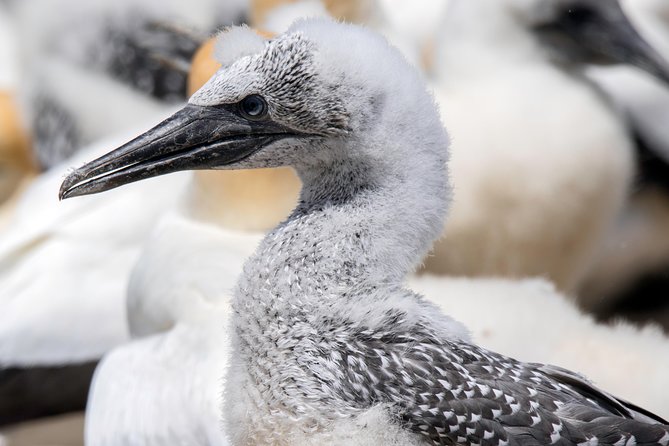 Gannet Safaris Overland tour to Cape Kidnappers Gannet Colony - The journey across Cape Kidnappers Station