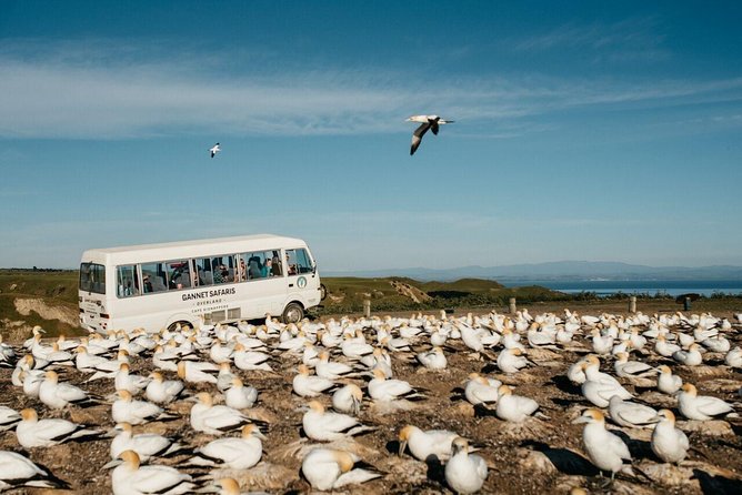 Gannet Safaris Overland tour to Cape Kidnappers Gannet Colony - What the guides add to the three-hour outing