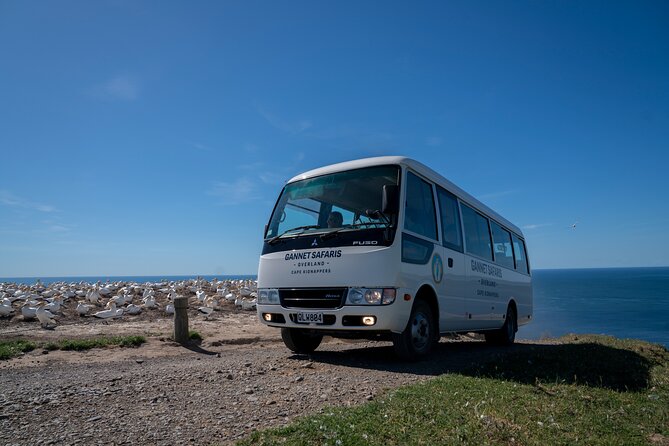 Gannet Safaris Overland tour to Cape Kidnappers Gannet Colony - Practical tips for a better visit