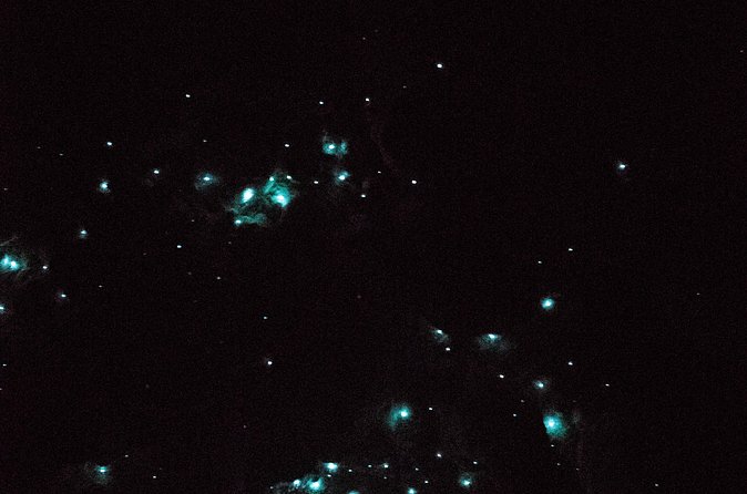 Glow Worm Caves Express Tour in Bay of Islands - The trip from Paihia to Kawiti