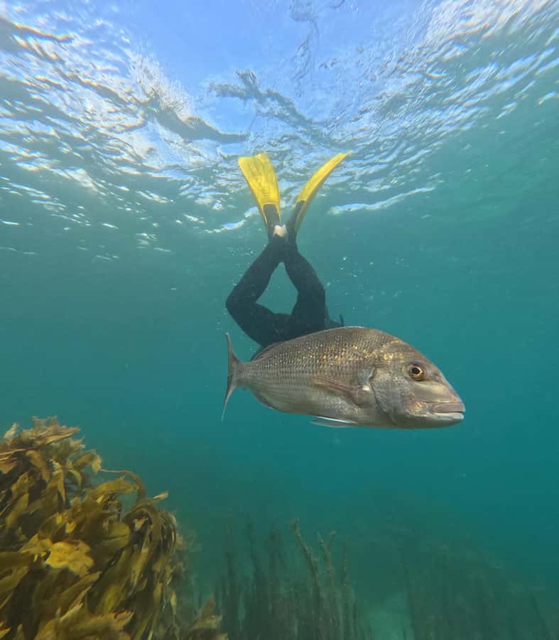 Goat Island Guided Snorkeling Tour for Beginners - Key points to know before you book