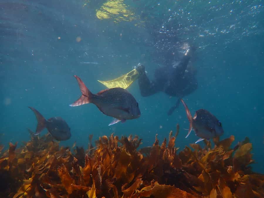 Goat Island Guided Snorkeling Tour for Beginners - Cancellation, language, and age rules