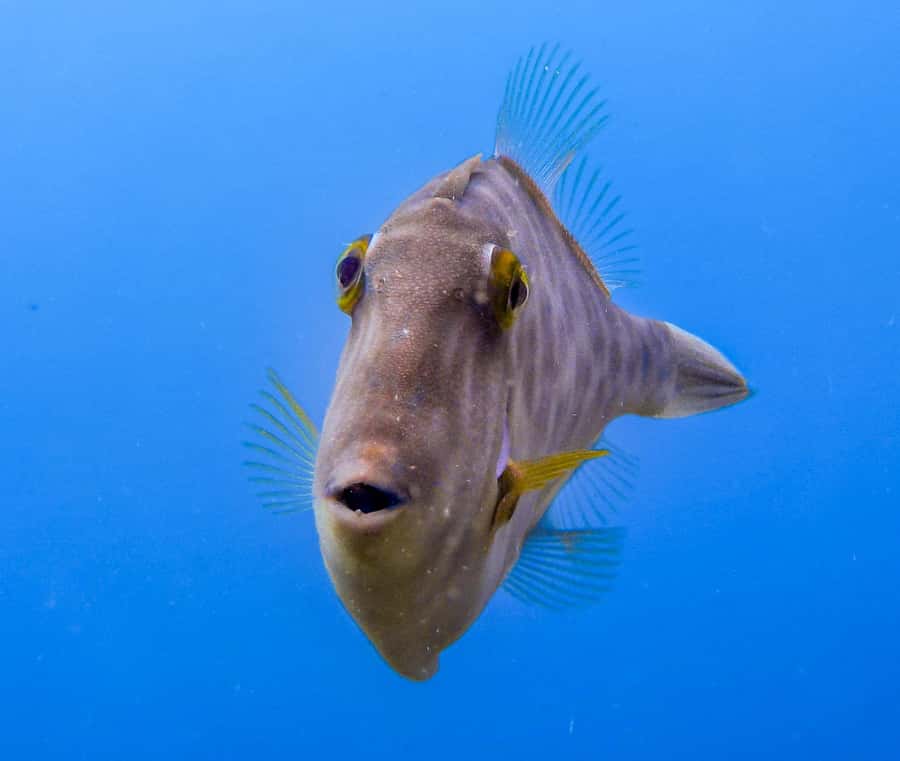 Goat Island Guided Snorkeling Tour for Beginners - Learning the rules of the marine reserve
