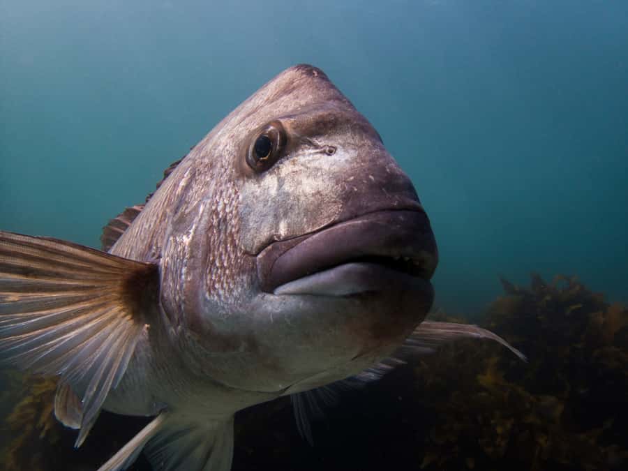 Goat Island Guided Snorkeling Tour for Beginners - The first minutes in shallow water
