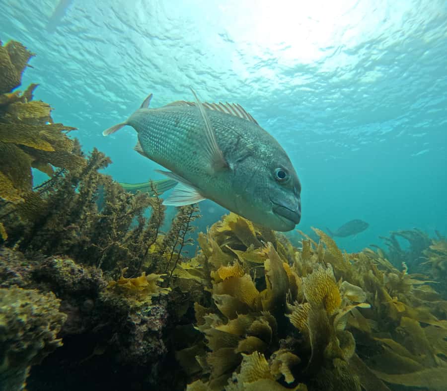 Goat Island Guided Snorkeling Tour for Beginners - Moving out to see Goat Island’s fish